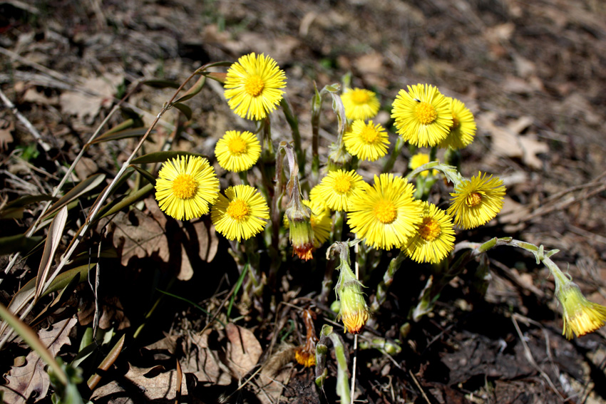 Le prime fioriture primaverili